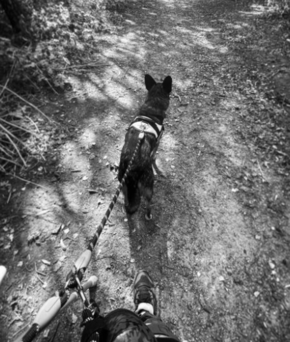 Black and white view from behind a dog in a harness pulling on a lead along a woodland trail.