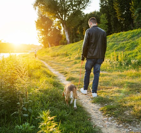 Person walking his beagle next to the river