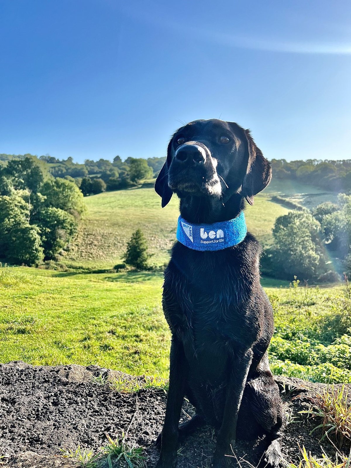Black labrador sitting in a sunny field wearing a blue Ben 'Support for life' bandana.