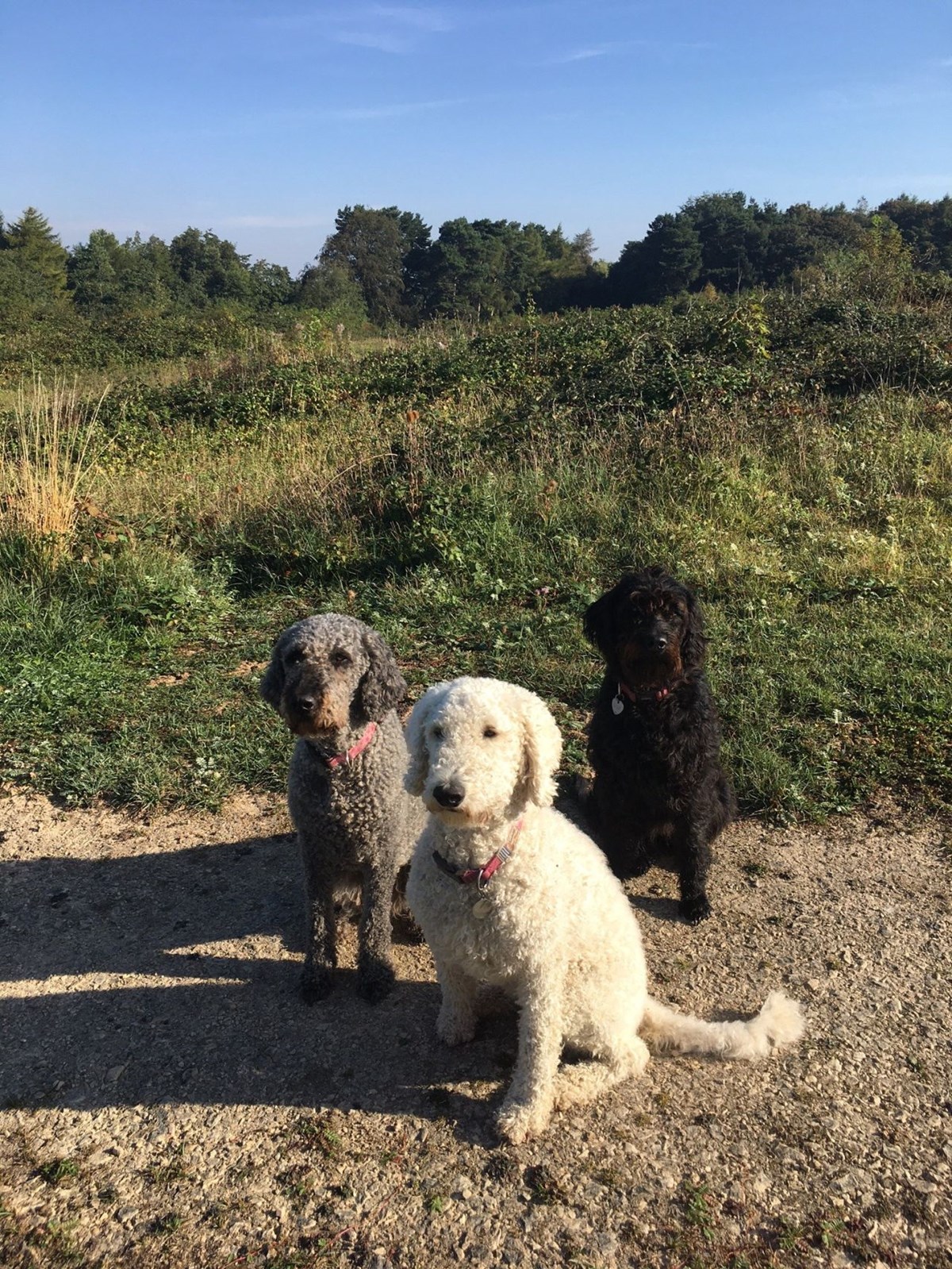 Three curly-coated dogs "grey, white and black" sitting on a gravel path during a sunny countryside walk.