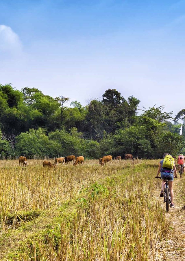 Two cyclists, riding through field of crops with cows and grass hut, towards a forest and woodland area. 